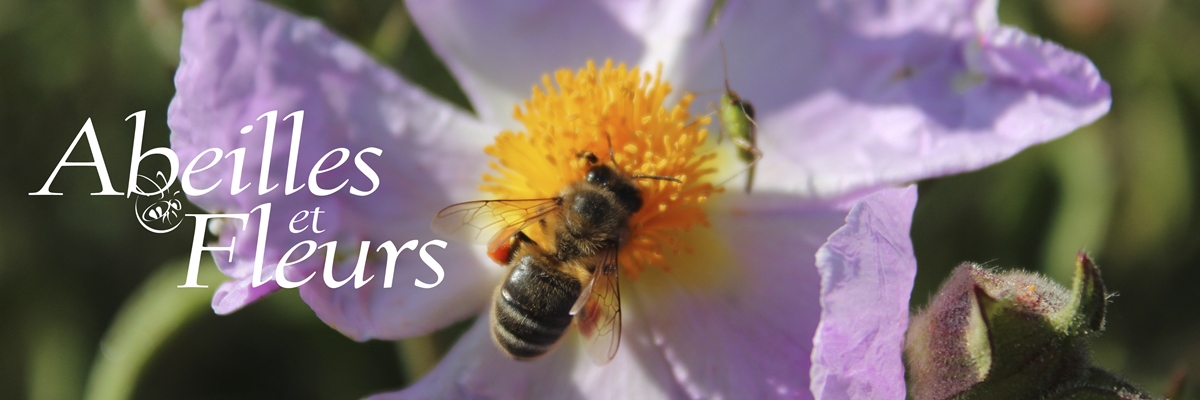 <a href='https://www.unaf-apiculture.info/nos-services/revue-abeilles-et-fleurs-abonnement-assurance.html'>Abonnez-vous !</a> <a href='https://www.unaf-apiculture.info/contact-et-annonceurs/petites-annonces.html'>Petites annonces</a>