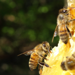 Abeilles sur cadres de miel