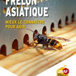 Guide pratique frelon asiatique 2025