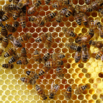 Cadre d'abeille avec miel operculé et non operculé