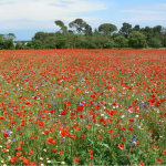 Prairie Fleurie