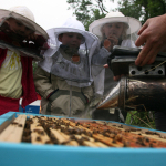 APIdays® les Journées nationales des ruchers partenaires Abeille, sentinelle de l'environnement® et des apiculteurs