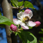 Abeille butineuse sur fleur de pommier