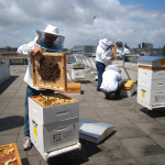 Rucher urbain Abeille sentinelle de l'environnement® à Blois