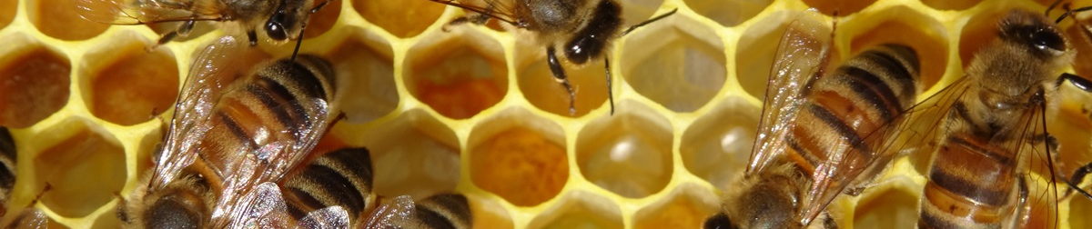 Cadre Abeilles