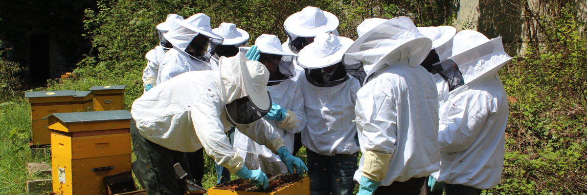 Pratique de l'apiculture